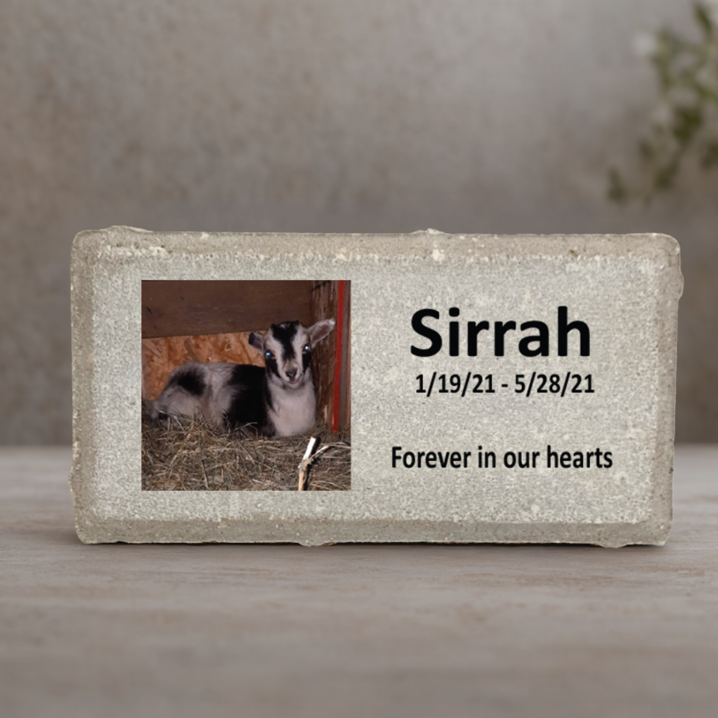 Goat Photo Memorial Stone - Personalized Custom Memorial Gift